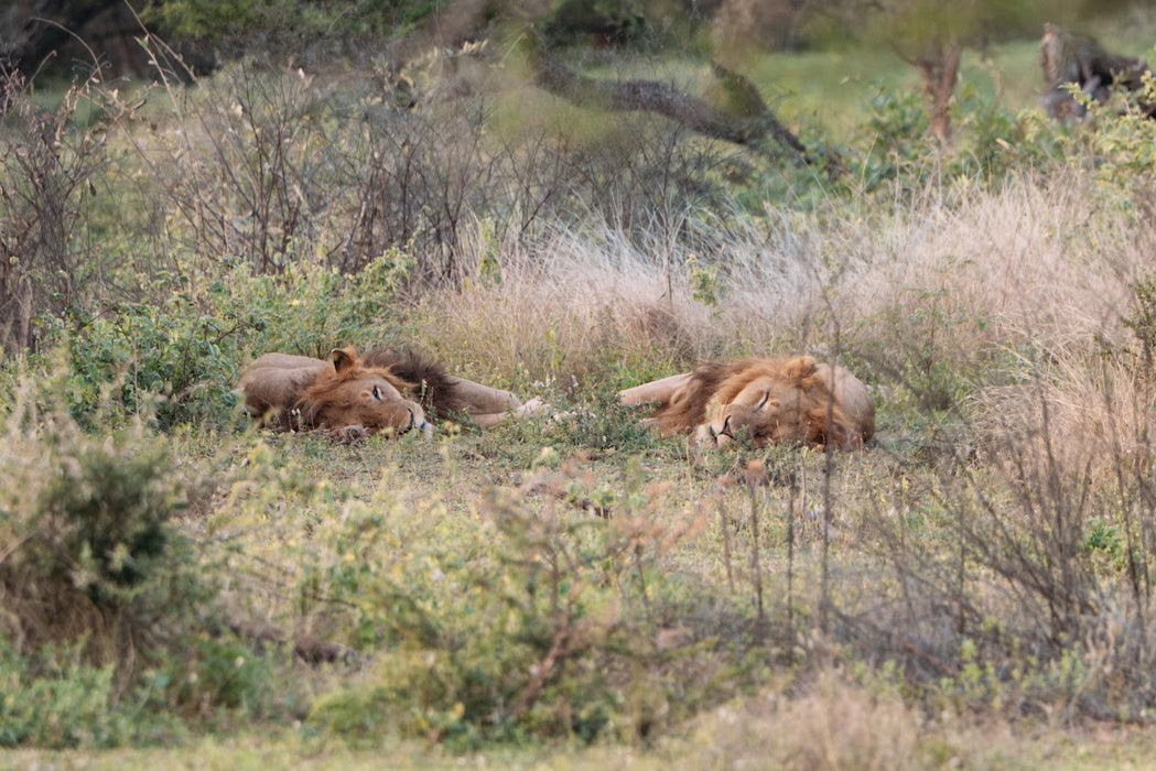 3 Day Best of Kruger Classic Safari