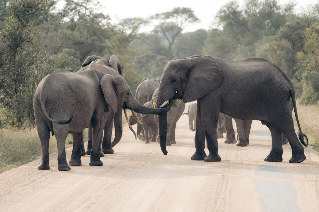 3 Day Best of Kruger Classic Safari