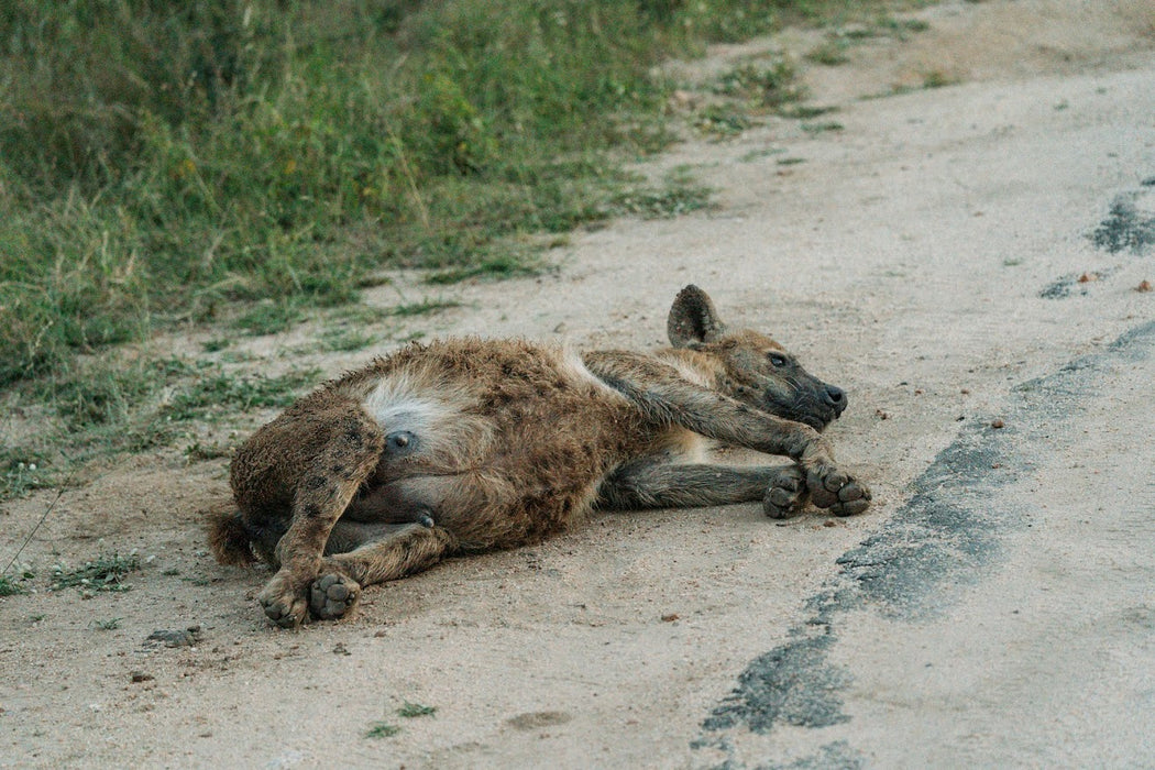 3 Day Best of Kruger Classic Safari