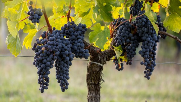 Brilliant Bordeaux *EARLY BOOKING DISCOUNT*