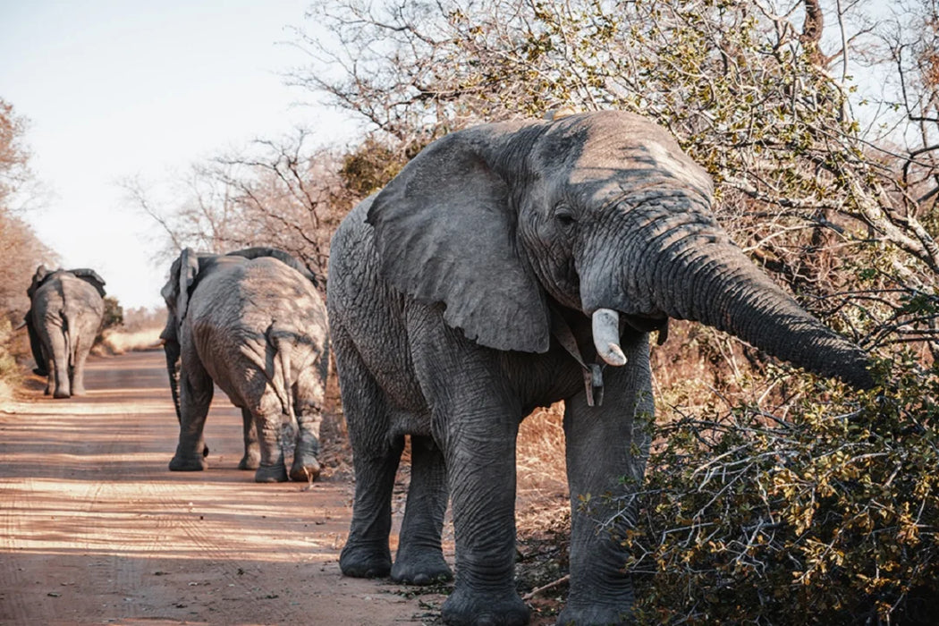 4‑Star Mabula Game Lodge Bela‑Bela | 2‑Night Big Five Safari Escape