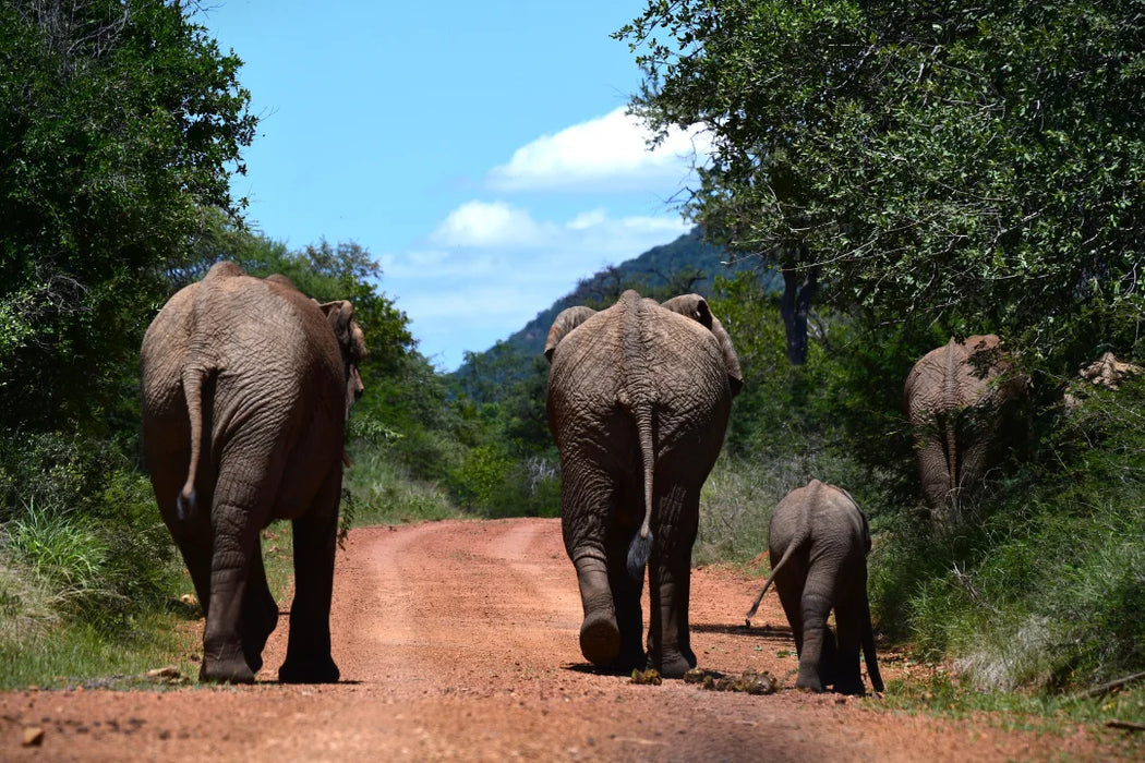 5‑Star Letamo at Qwabi Game Reserve | 3‑Night Luxury Safari Escape