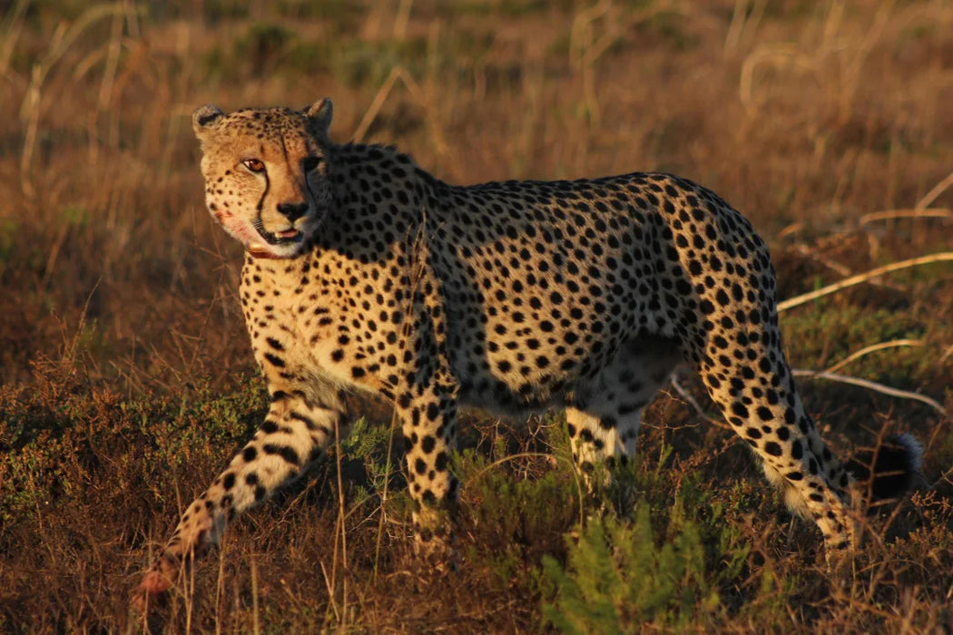4-Star Hlosi Game Lodge Amakhala | 2-Night All-Inclusive Safari Escape