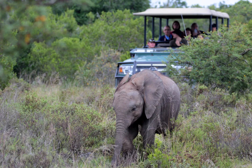 4-Star Hlosi Game Lodge Amakhala | 2-Night All-Inclusive Safari Escape
