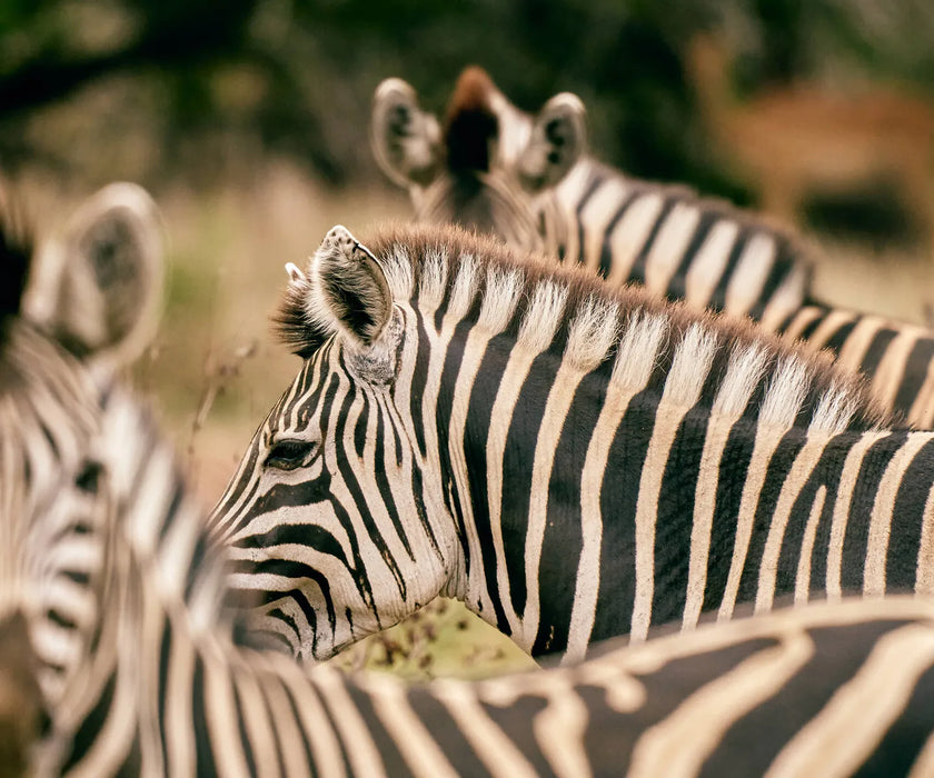Club Med South Africa Beach Resort Package