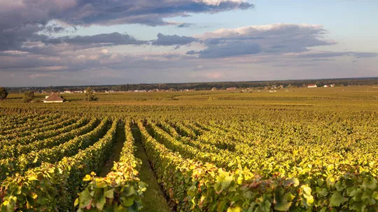 European Highlights - Amsterdam, Lucerne, Burgundy Wine Region & More