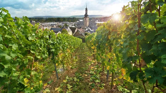 European Highlights - Amsterdam, Lucerne, Burgundy Wine Region & More