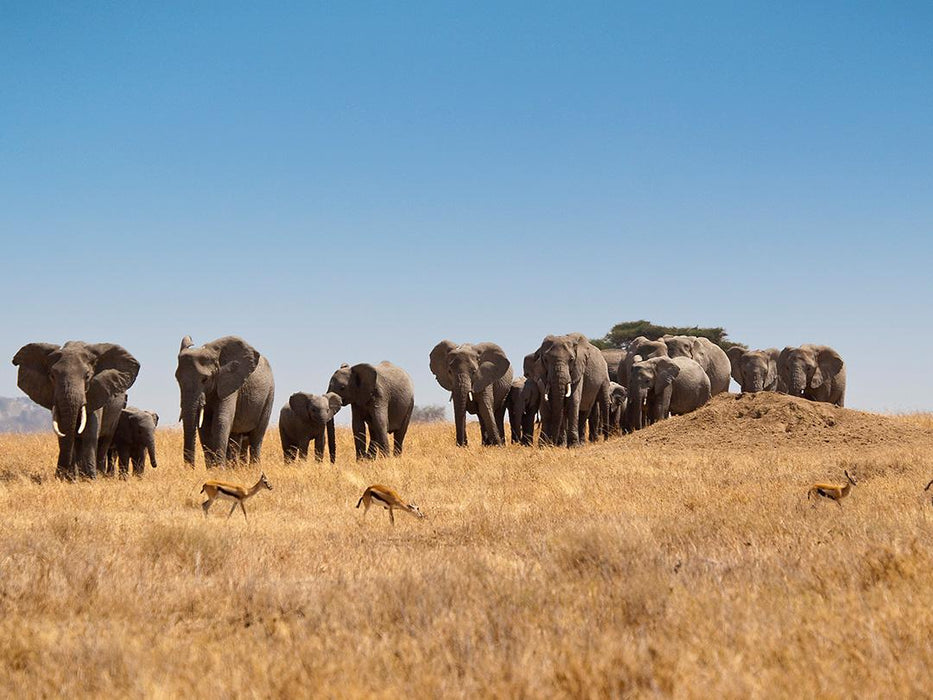 Classic Serengeti & Zanzibar