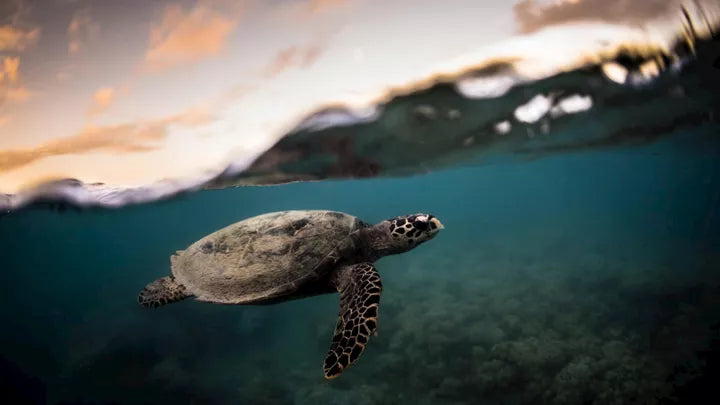 Tropical Cairns & The Great Barrier Reef